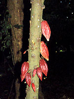 カカオの樹とカカオの果実。果実はカカオ果、カカオポッドと呼ばれる。